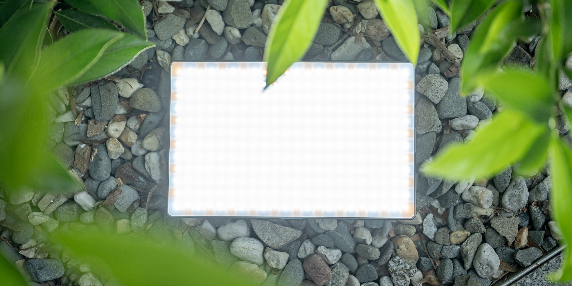 Newell RGB-W Rangha Max XL LED Light