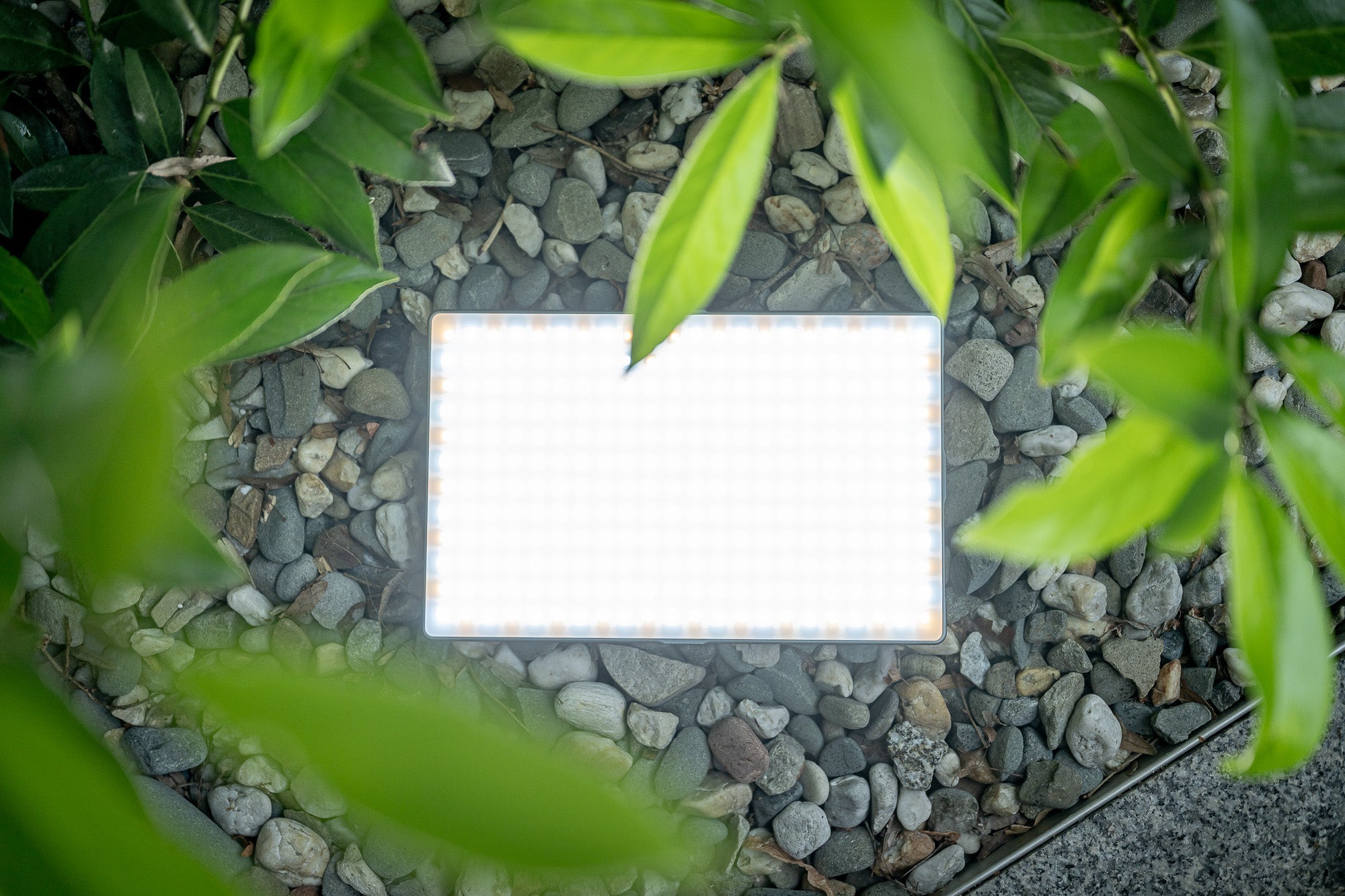 Newell RGB-W Rangha Max XL LED Light